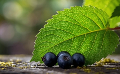 Fresh Blackcurrant Leaf